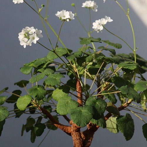 Pelargonium cotyledonis - Jässakas pelargoon P9/0,55L